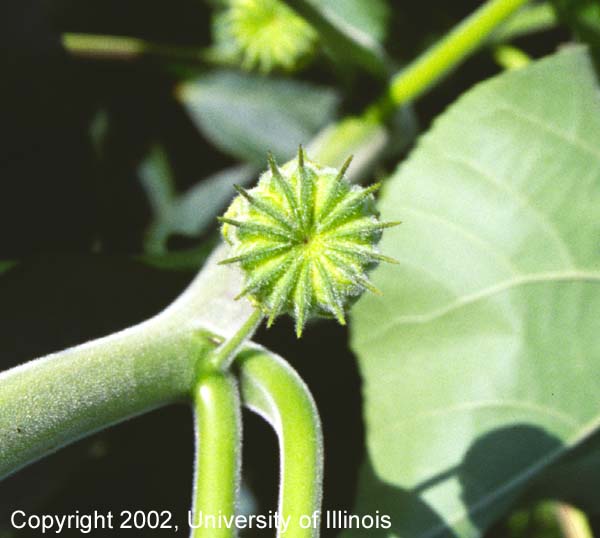 Velvetleaf seed capsule