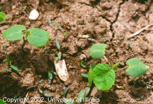 Velvetleaf seedling 2