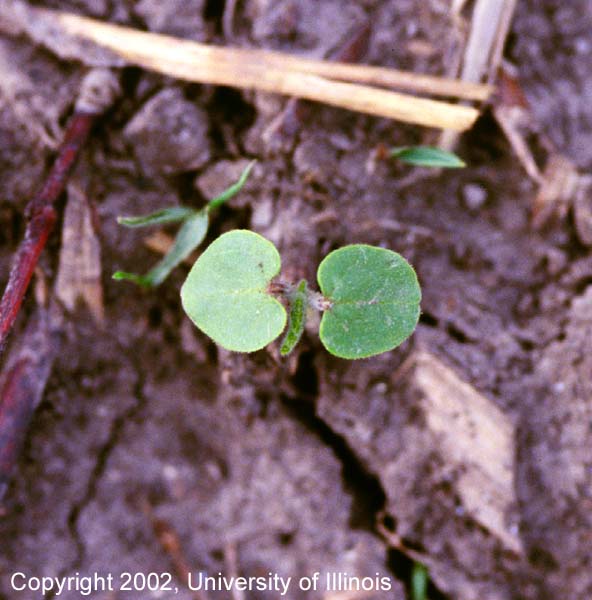 Velvetleaf seedling