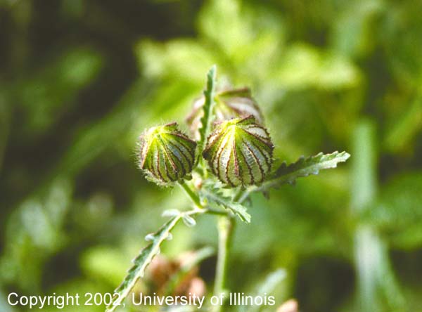 Venice mallow seed pod