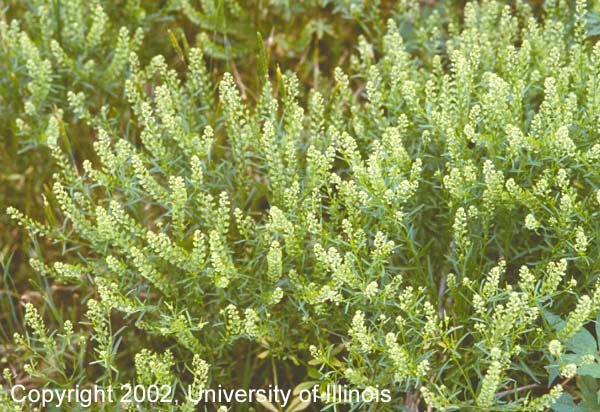 Virginia pepperweed