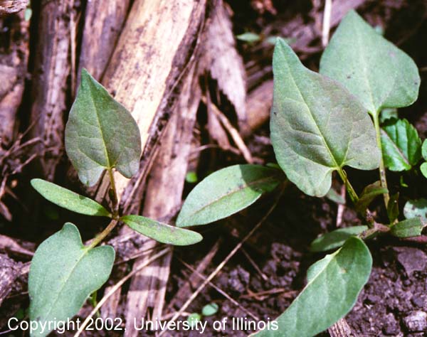 Wild buckwheat 2