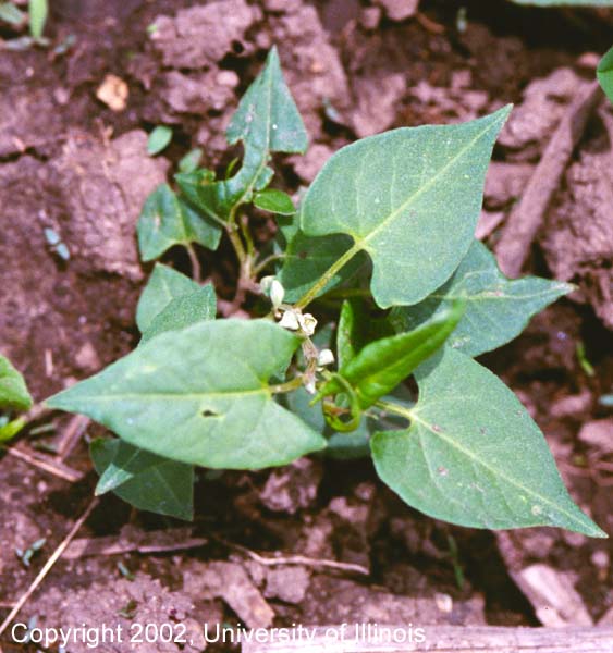 Wild buckwheat 3