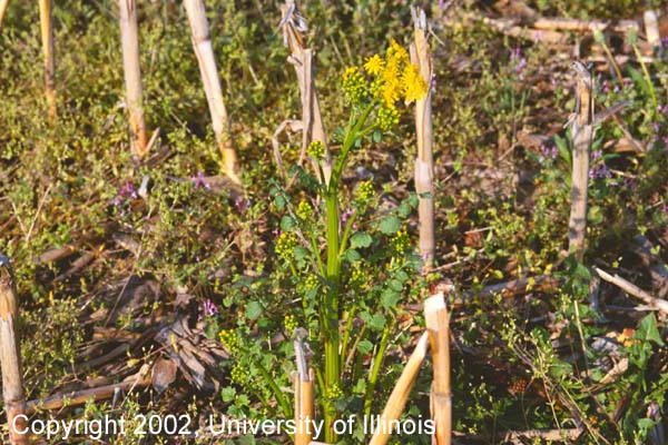 Butterweed 