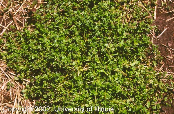 Chickweed