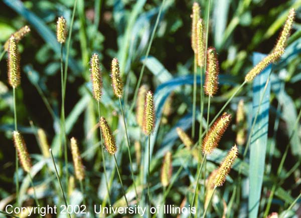Yellow foxtail