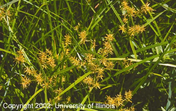 Yellow nutsedge