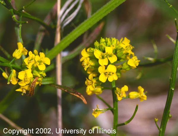 Mustard flower