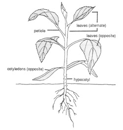 Plant Id Chart